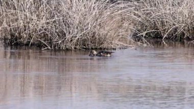 Kuzeyli kürekçinin (Spatula clypeata) dişisi, Britanya 'da kürekçi olarak bilinir, bir gölette beslenmektedir.