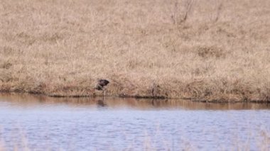 Parlak aynak (Plegadis falcinellus) bir göletin kıyısında besleniyor.