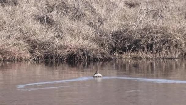 Pouco Grebe Tachybaptus Ruficollis Também Conhecido Como Dabchick Nadando Até — Vídeo de Stock