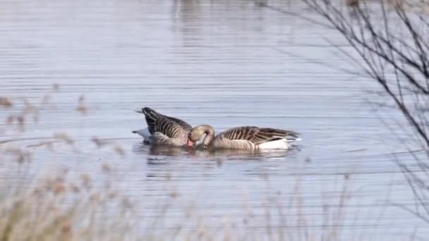 Graugans Anser Anser Ernährt Sich Einem Teich — Stockvideo