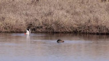 Mallard ya da yaban ördeği (Anas platyrhynchos) gölette yüzer