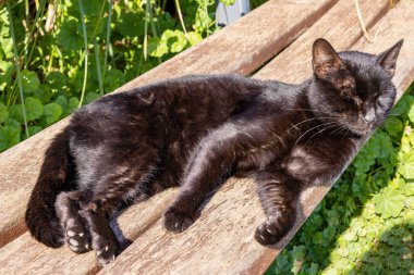 Sokak kedisi halka açık bankta güneşleniyor ve dinleniyor.