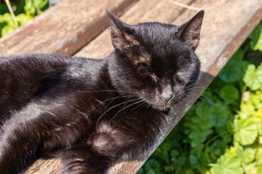 Sokak kedisi halka açık bankta güneşleniyor ve dinleniyor.