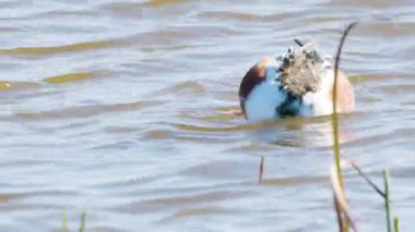 Kuzeyli kürekçi beslemesi (Spatula clypeata), Britanya 'da kürekçi olarak bilinen, yaygın ve yaygın bir ördektir.