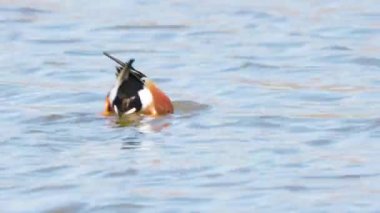 Kuzeyli kürekçi beslemesi (Spatula clypeata), Britanya 'da kürekçi olarak bilinen, yaygın ve yaygın bir ördektir.
