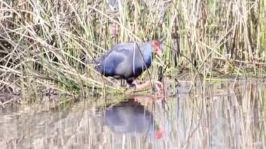 Bataklıklarda mor gallinül (Porphyrio porphyrio)