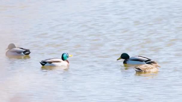 海鸭在池塘里游动的一群雄性和雌性海鸭或野鸭 — 图库视频影像