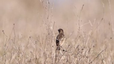 Donana Ulusal Parkı 'nda, Ortak Taş Şapkalı Kadın (Saxicola rubicola)
