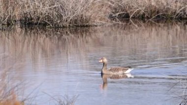 Greylag kazının erkek ve dişi (Anser anser) gölette yüzüyor