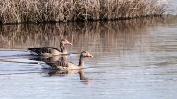 Anser Anser 的雄性和雌性在池塘里游泳 — 图库视频影像
