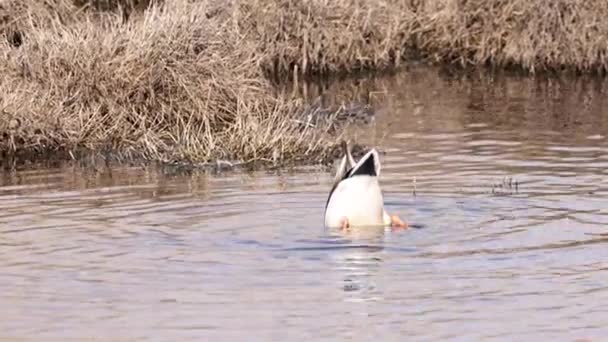 Männchen Der Stockente Oder Wildenten Anas Platyrhynchos Fütterung Teich — Stockvideo