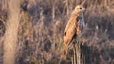 Yaygın bir akbaba (Buteo buteo) tünemiş. Orta-büyük yırtıcı bir kuştur ve geniş bir menzile sahiptir. Buteo familyasının bir üyesidir ve Accipitridae familyasının bir üyesidir.