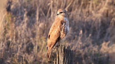 Yaygın bir akbaba (Buteo buteo) tünemiş. Orta-büyük yırtıcı bir kuştur ve geniş bir menzile sahiptir. Buteo familyasının bir üyesidir ve Accipitridae familyasının bir üyesidir.