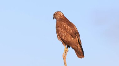 Yaygın bir akbaba (Buteo buteo) tünemiş. Orta-büyük yırtıcı bir kuştur ve geniş bir menzile sahiptir. Buteo familyasının bir üyesidir ve Accipitridae familyasının bir üyesidir.