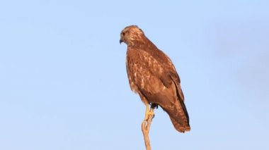 Yaygın bir akbaba (Buteo buteo) tünemiş. Orta-büyük yırtıcı bir kuştur ve geniş bir menzile sahiptir. Buteo familyasının bir üyesidir ve Accipitridae familyasının bir üyesidir.