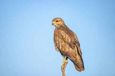 Yaygın bir akbaba (Buteo buteo) tünemiş. Orta-büyük yırtıcı bir kuştur ve geniş bir menzile sahiptir. Buteo familyasının bir üyesidir ve Accipitridae familyasının bir üyesidir.