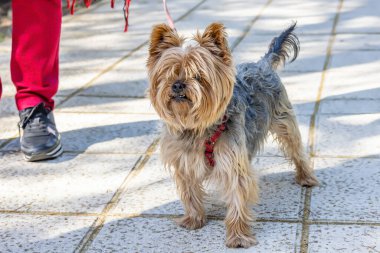 Yorkshire Teriyeri (genellikle Yorkie olarak kısaltılır). Bu teriyer türünün en küçük köpek türlerinden biridir ve herhangi bir köpek cinsi.
