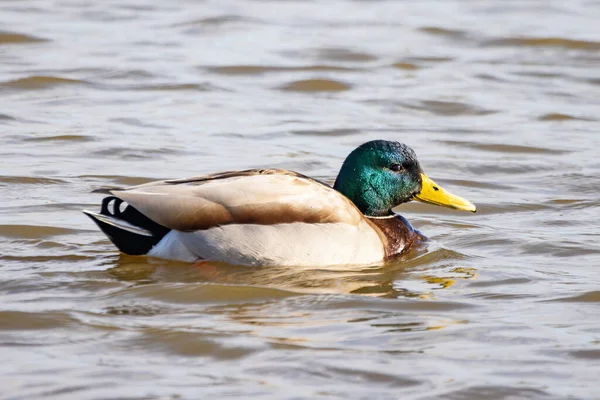 Male Mallard Wild Duck Anas Platyrhynchos Swimming Pond — Stock Photo, Image