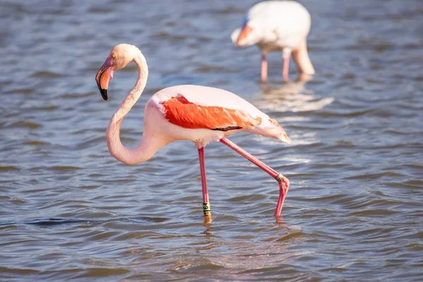 Greater Flamingo Phoenicopterus Roseus Running Start Flight Marismas Del Odiel — Stock Photo, Image