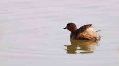 Küçük bir yunus (Tachybaptus ruficollis), balıkçılgiller (Cervidae) familyasından bir kuş türü.