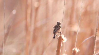 Ortak Taş Şapkalı Kadın (Saxicola rubicola) bir dala tünedi ve uçmaya başladı