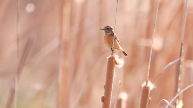 Ortak Taş Şapkalı Kadın (Saxicola rubicola) bir dala tünedi ve uçmaya başladı