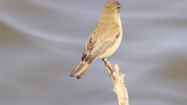 Yaygın chiffchaff (Phylloscopus collybita) bir dala tünemiş ve yavaş çekimde uçmaya başlamıştır.