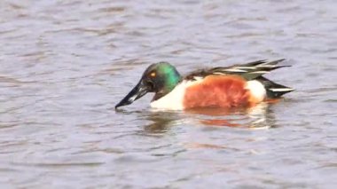 Kuzeyli kürekçinin tüylerini kabartması (Spatula clypeata), Britanya 'da kürekçi olarak bilinen, yaygın ve yaygın bir ördek türüdür.