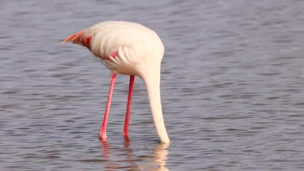 Grotere Flamingo Voeding Phoenicopterus Roseus Vlucht Starten Het Natuurpark Marismas — Stockvideo
