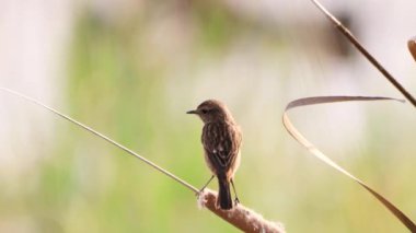 Ortak Taş Şapkalı Kadın (Saxicola rubicola) bir dala tünedi