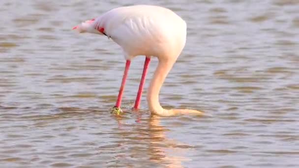 Grote Flamingo Phoenicopterus Roseus Die Zich Voedt Het Natuurpark Marismas — Stockvideo