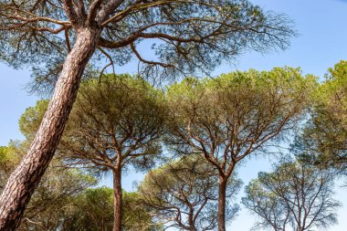 İspanyol ormanındaki Akdeniz çam ağaçlarının manzarası