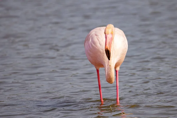 Större Flamingo Phoenicopterus Roseus Tittar Mot Kameran Marismas Del Odiel — Stockfoto