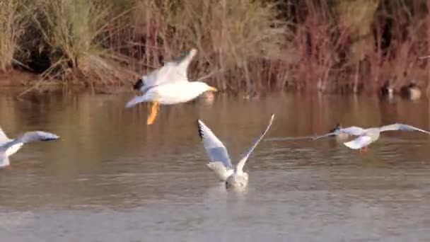 Flock Måsar Chroicocephalus Ridibundus Flygning Som Vilar Damm — Stockvideo