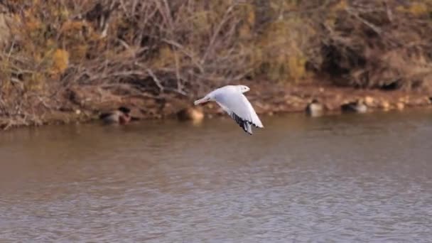 Black Headed Gull Chroicocephalus Ridibundus Starting Fly Nature Reserve Marismas — Stock Video