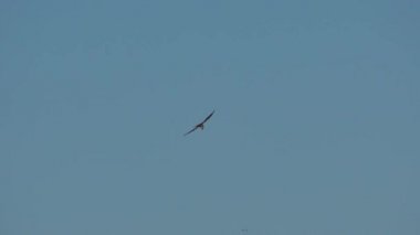 Batılı bir bataklık gemisi (Circus aeruginosus); Avrasya bataklık harrier 'i olarak da bilinir.