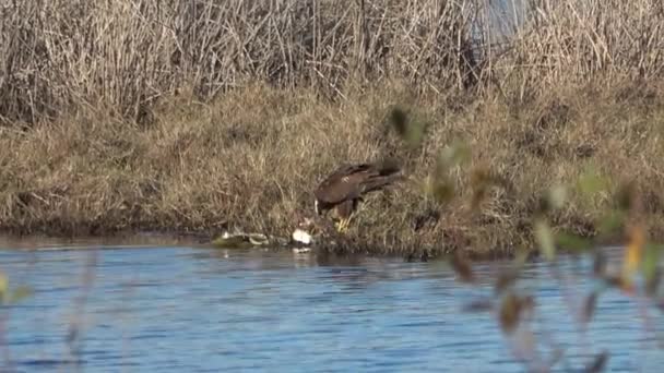 Západní Močál Harrier Jíst Svou Přehradu Circus Aeruginosus Také Známý — Stock video