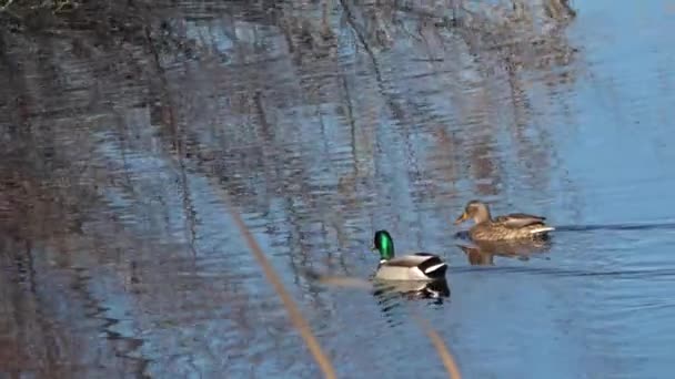 雄野鸭或野鸭 Anas Platyrhynchos 在池塘里游泳 — 图库视频影像