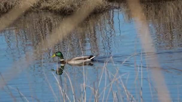 Macho Ánade Real Pato Salvaje Anas Platyrhynchos Nadando Estanque — Vídeo de stock