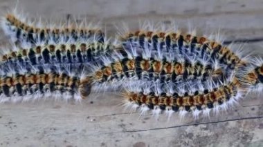 Pine processionary (Thaumetopoea pityokamppa)