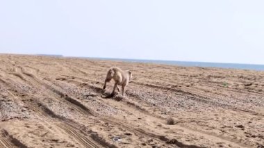 Güneşli bir günde sahilde elinde tenis topuyla komik bir köpek oynuyor..