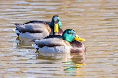 Dişi yaban ördeği ya da yaban ördeği (Anas platyrhynchos) bir gölde yüzer