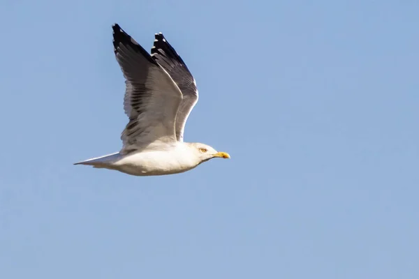 黄腿海鸥 Larus Michahellis 飞行中 — 图库照片