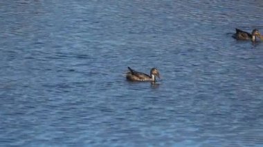 Kuzeyli kürekçinin dişisi (İngilizce: Spatula clypeata), Britanya 'da kürekçi olarak bilinen, yaygın ve yaygın bir ördektir.