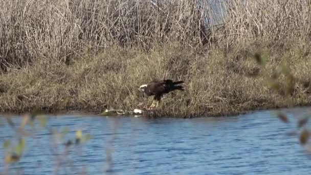 Barajını Circus Aeruginosus Yiyen Bir Bataklık Gemisi Avrasya Bataklık Harrier — Stok video