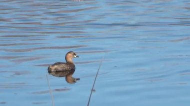 Küçük bir yunus (Tachybaptus ruficollis), balıkçılgiller (Cervidae) familyasından bir kuş türü.