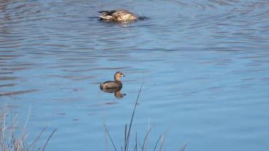 Küçük bir yunus (Tachybaptus ruficollis), balıkçılgiller (Cervidae) familyasından bir kuş türü.