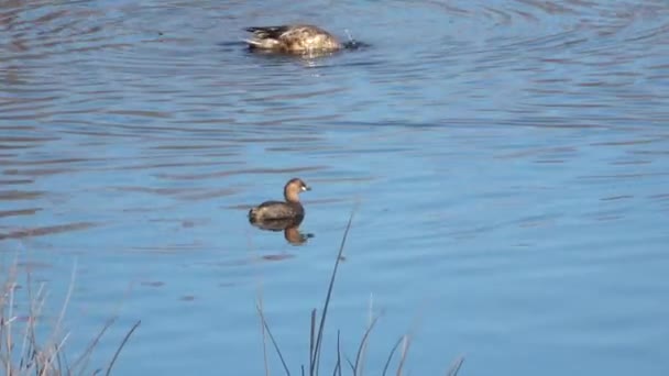 Little Grebe Tachybaptus Ruficollis Also Known Dabchick Member Grebe Family — Wideo stockowe