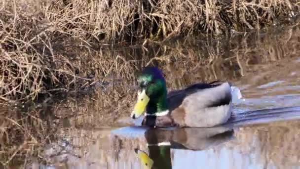 Mallard Lub Dzika Kaczka Anas Platyrhynchos Pływająca Stawie — Wideo stockowe