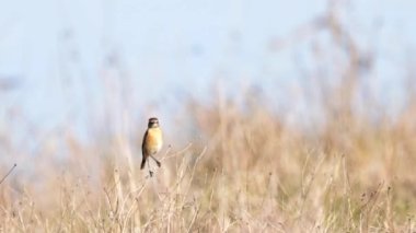 Ortak Taş Şapkalı Kadın (Saxicola rubicola) bir dala tünedi ve uçmaya başladı
